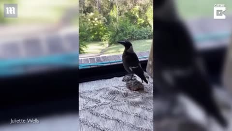 Magpie BIRD Barking like a DOG after being ADOPTED by a STAFFY