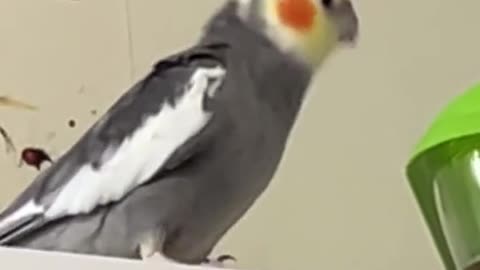 Cockatiel Parrot Singing to His Brother