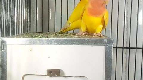 Love bird parrot yellow pair