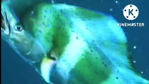 Fish predation by barracuda