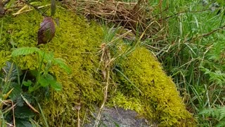 Mossy rock