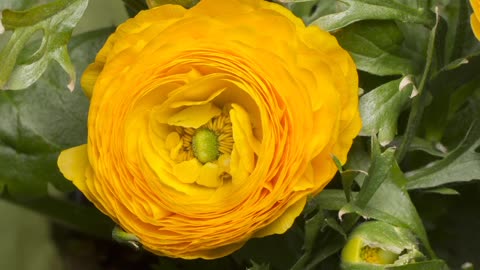 roses Ranunculus