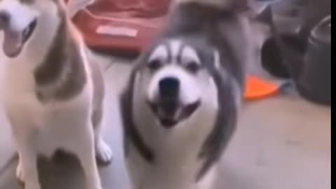 Funny Cats and Dogs Videos #animals #viral #pet