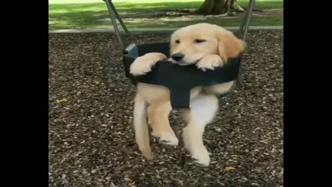 Funny Puppies _ Golden Retriever _Compilation Puppy Videos NOW