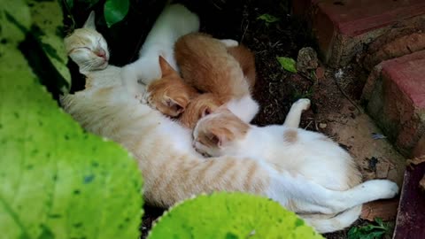 Mommy Cat Feeding Hungry Cute Kittens, Nursing Mama