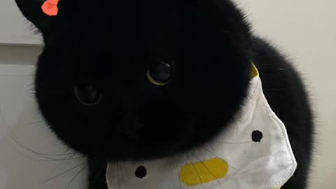 Black round face kitten throwing a tantrum