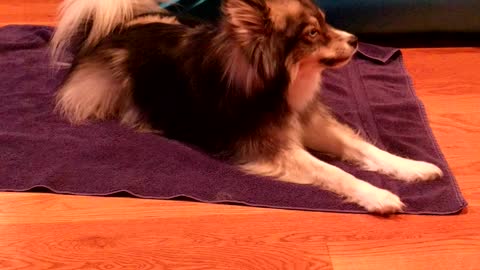 StitchthePomsky talking to his big Sister Isabella