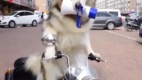 Funny And Cute Husky Puppies Compilation