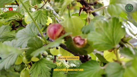 Gooseberry Farming (Amla Farming) - Complete Guide