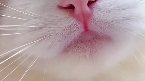 Cute cat