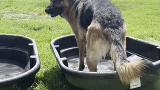 German Shepherd Splashes in Tub of Water