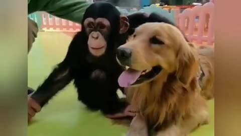 Dog and gorilla comedy