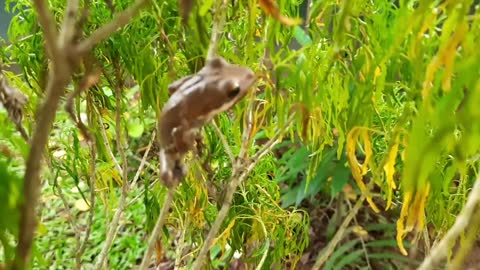 Close view of Tree Frog's jump