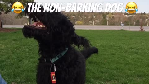 George the non-barking dog will melt your heart!