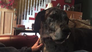 Great Dane isn't happy when dinner plans change