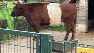 Cute funny cow animals Videos big cow cute moment of the animals - Cutest Animals On Earth