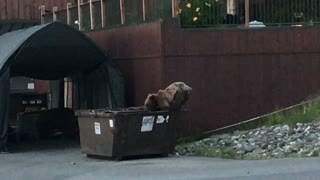 Frustrated Bear Tries Breaking into Dumpster