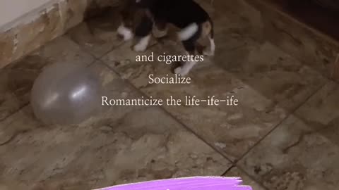 Cute beagle puppy 2 months to 3 Months