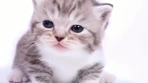 Cute baby kitten cat