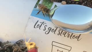 Bee rescue