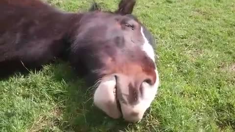Horse Snoring During Morning Nap