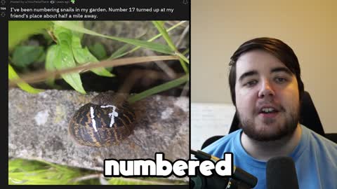Why you should Number your SNAILS