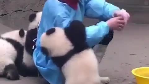 Lovely giant panda baby