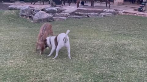 Rescued fawn loves to play with his doggy best friend