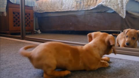 A Puppy Fight with his Reflection in the Mirror..