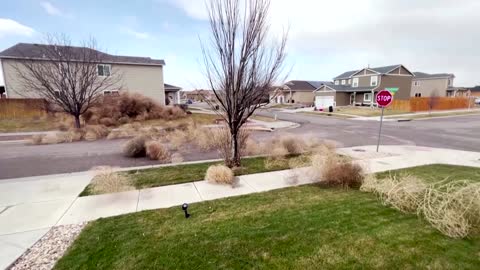 Tumbleweed roll through Colorado neighborhood