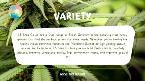 Get Ethos Genetics Seeds | LB Seed Co