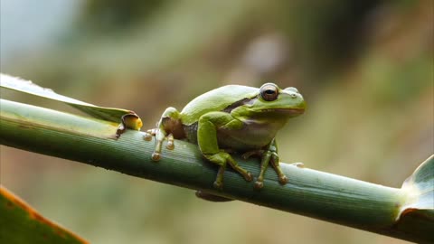 Frog Reeds #