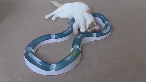 Cat Playing With Catit Design Senses Super Roller Circuit