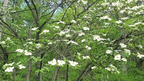 Dogwood Tree Blossoms in the Wind
