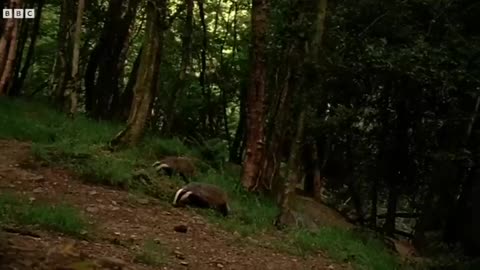 Underground Labyrinth Of Badgers Natural World Badgers - Secrets Of The Sett BBC Earth