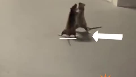 A Cat Was Spotted Watching A Rat Fight In Hilarious Viral Video
