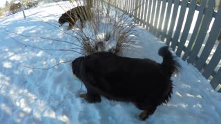 Bernie The Bernese Eats Dog Poop