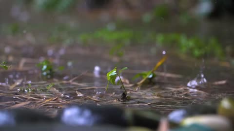 slow motion|rain in forrest|naturelife