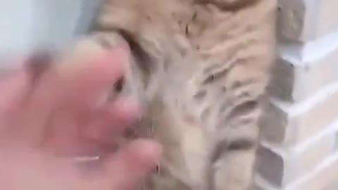 Fight with cute cat