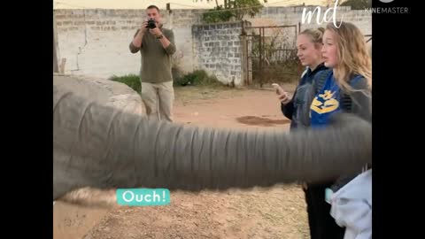 Elephant having Fun with girl.