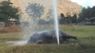 Elephant Plays In Water From Broken Sprinkler