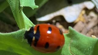 Ladybug Ladybird LADY’S First