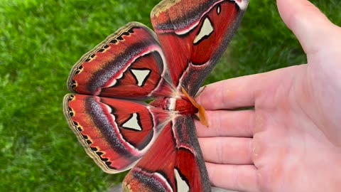 Beautiful butterfly 🦋🤩