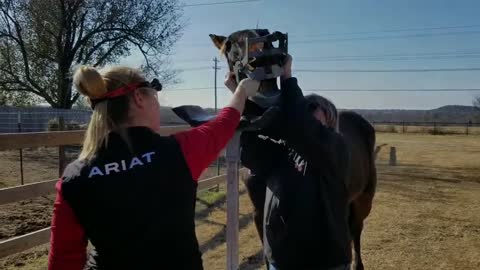 Horses saved from slaughter get their teeth floated