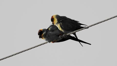 Playful Nanday Parakeets At Sunset.