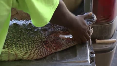 Exceptional People: Risky Roofers & Alligator Hunters | Mavericks Unlimited | Free Documentary