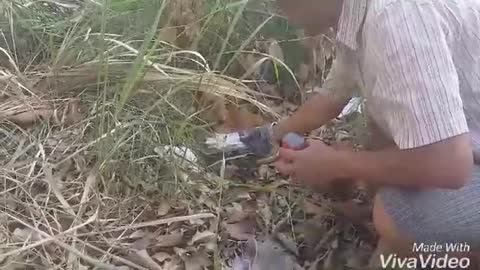 dog rescue in Viet nam