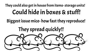 Where do mice come from? 😉 Where do rodents come from? 🤷‍ Short 1 minute Summary! 🤷‍ #shorts