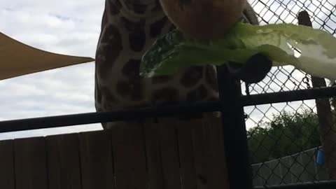 Funny Giraffe in Slow Motion