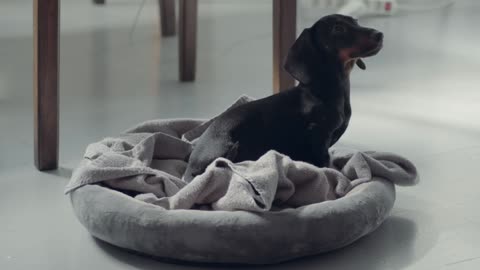 littlye black teckel daschund puppy jumt to his bed and look aside to someoune out of frame